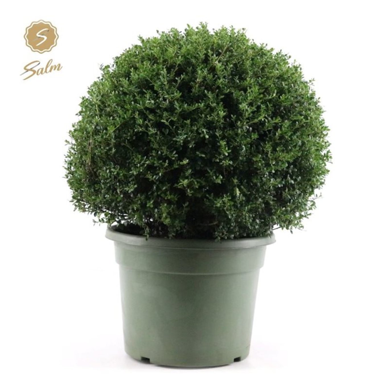 Ilex crenata - 60 CM Ball Cont.